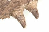 Fossil Mosasaur (Platecarpus) Jaw Section with Teeth - Kansas #197370-3